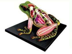 Frog Anatomy Model
